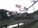 sakura1.jpg