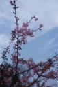 sakura2.jpg