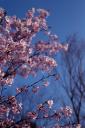 sakura2.jpg