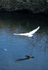 IMGP5111